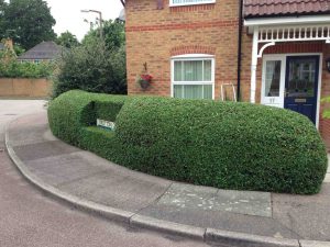 Hedge Trimming